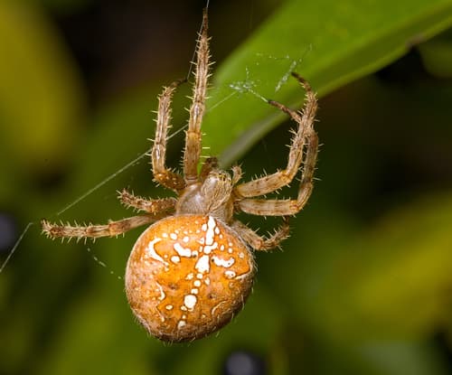Cross Orbweaver observation image