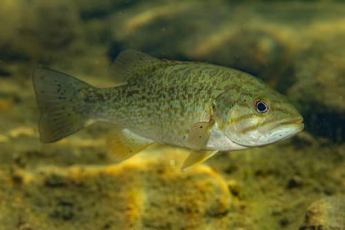 Smallmouth Bass observation image