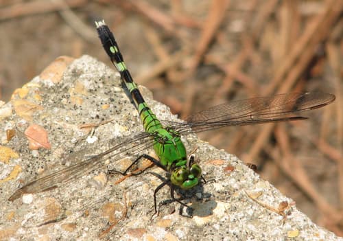Eastern Pondhawk observation image