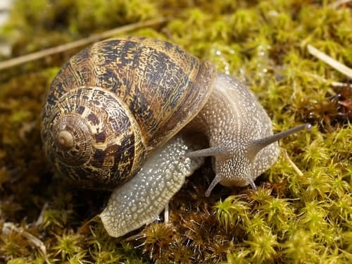 Garden Snail observation image