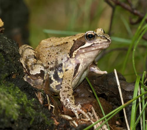 European Common Frog observation image