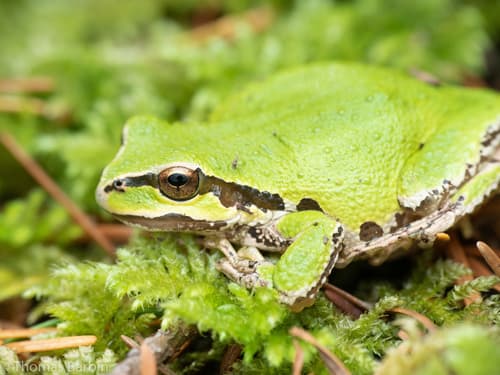 Pacific chorus frog observation image