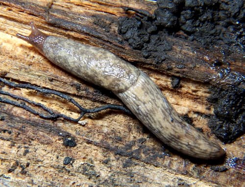 Milky Slug observation image