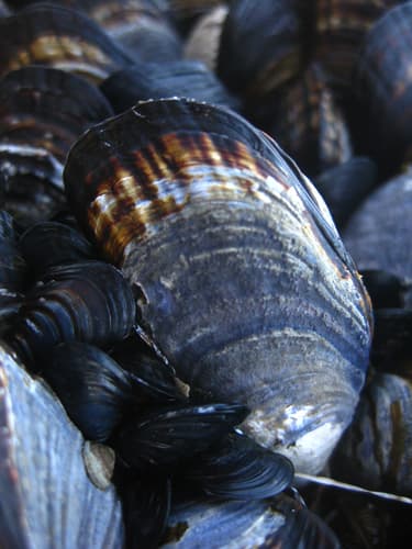 California Mussel observation image