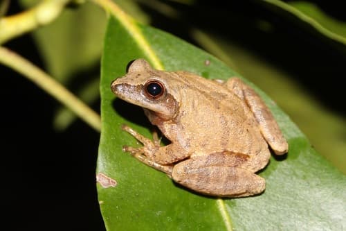 Spring Peeper observation image