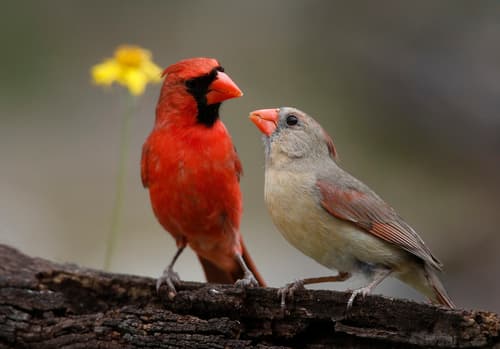 Northern Cardinal observation image