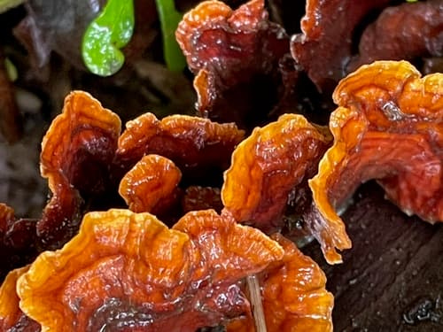 hairy curtain crust observation image