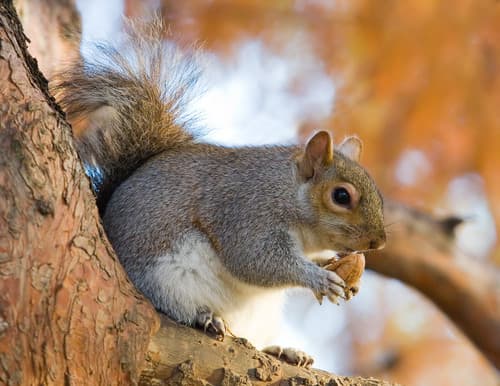 Eastern Gray Squirrel observation image
