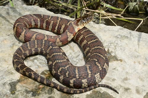 Common Watersnake observation image