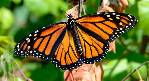 Monarch observation image