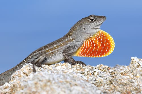 Brown Anole observation image