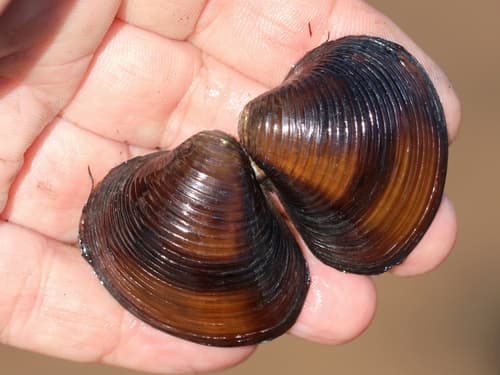 Asian Clam observation image