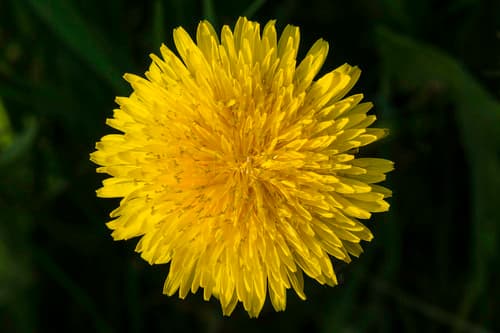common dandelion observation image
