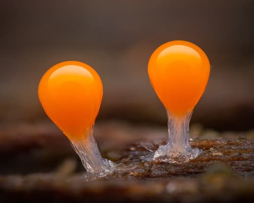 salmon-eggs observation image