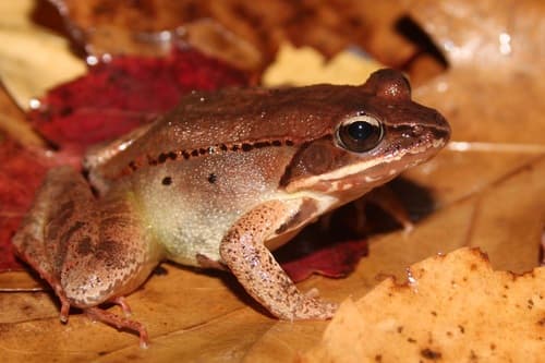 Wood Frog observation image