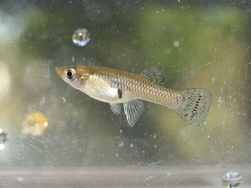 Eastern Mosquitofish observation image