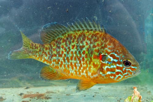 Pumpkinseed observation image