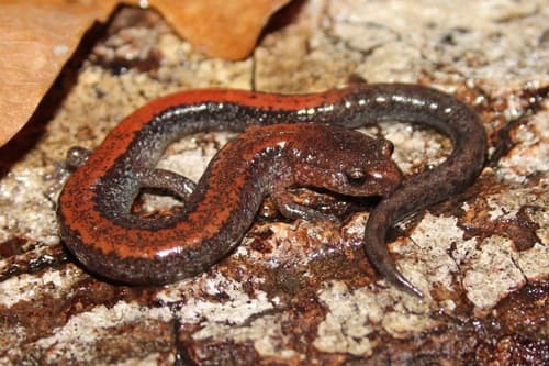 Eastern Red-backed Salamander observation image