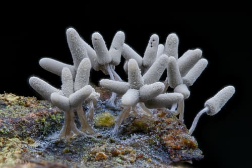 White Carnival Candy Slime Mold observation image