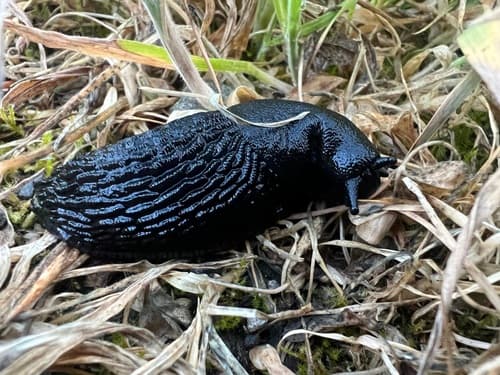 Black Slug observation image
