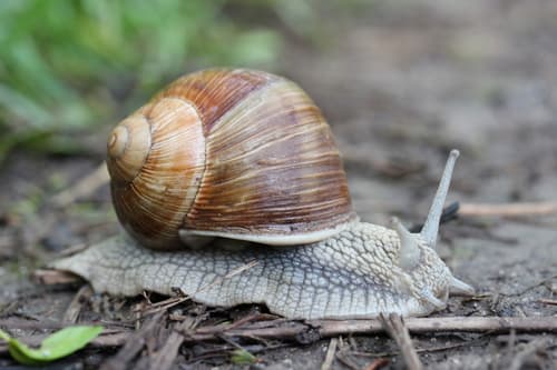 Roman Snail observation image