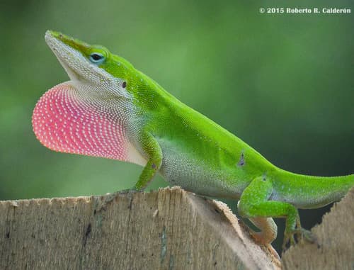 Green Anole observation image