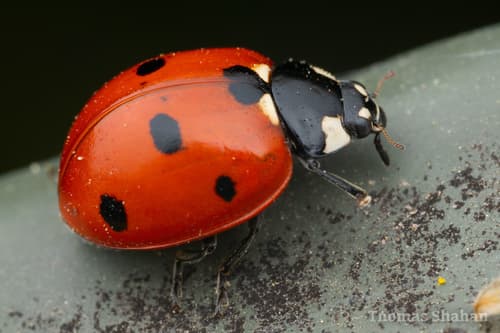 Seven-spotted Lady Beetle observation image