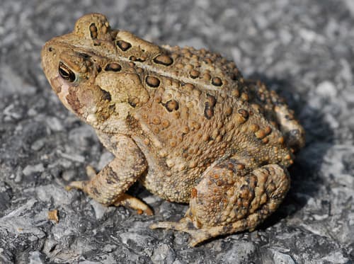American Toad observation image