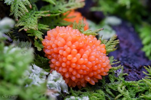 Red Raspberry Slime Mold observation image