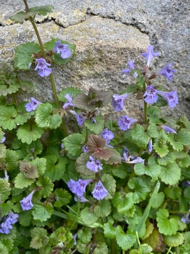 ground-ivy observation image