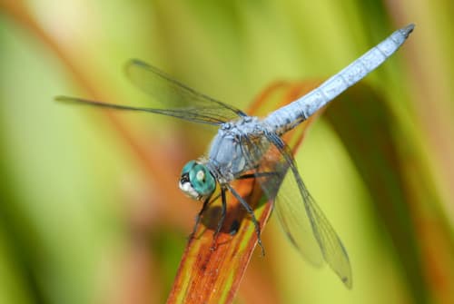 Blue Dasher observation image