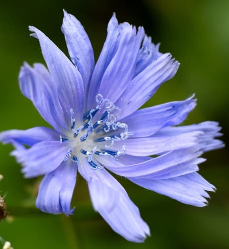 chicory observation image