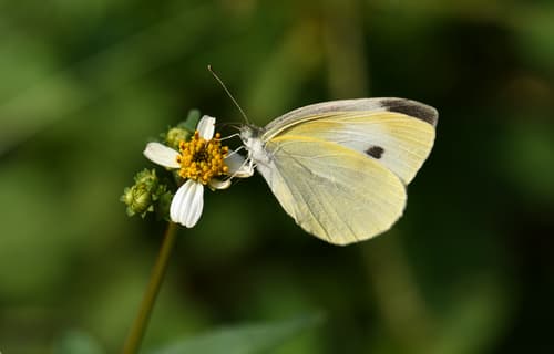 Small White observation image