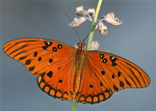 Gulf Fritillary observation image