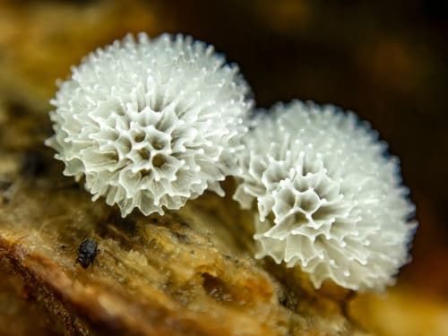 Honeycomb Coral Slime Mold observation image