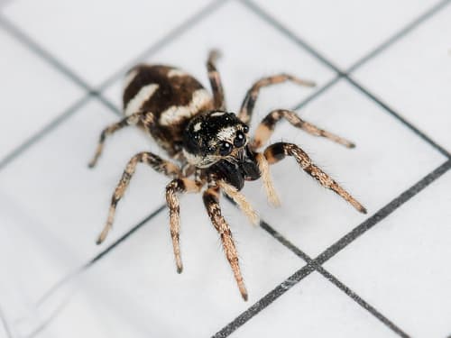 Zebra Jumping Spider observation image