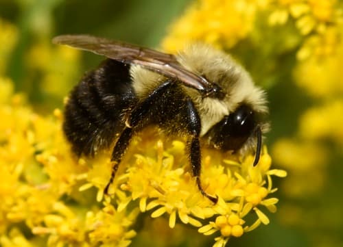 Common Eastern Bumble Bee observation image