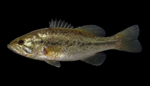 Largemouth Bass observation image