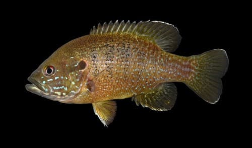 Green Sunfish observation image