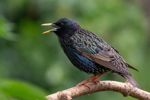 European Starling observation image