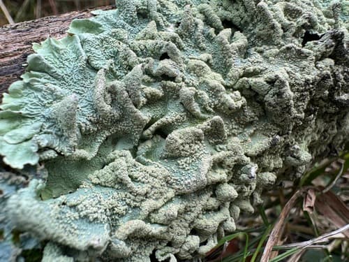 common greenshield lichen observation image