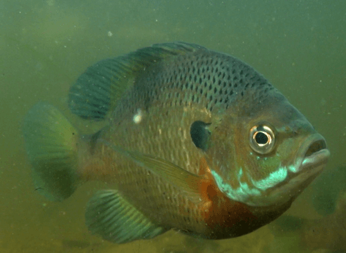 Bluegill observation image