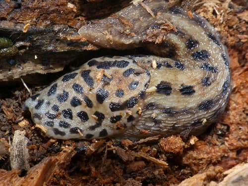 Leopard Slug observation image