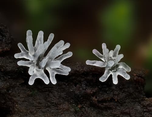 Common Coral Slime observation image