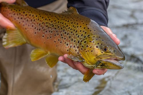 Brown Trout observation image