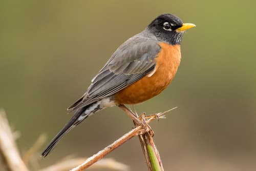 American Robin observation image
