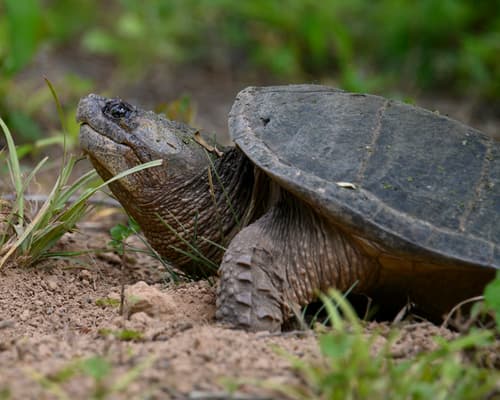 Common Snapping Turtle observation image