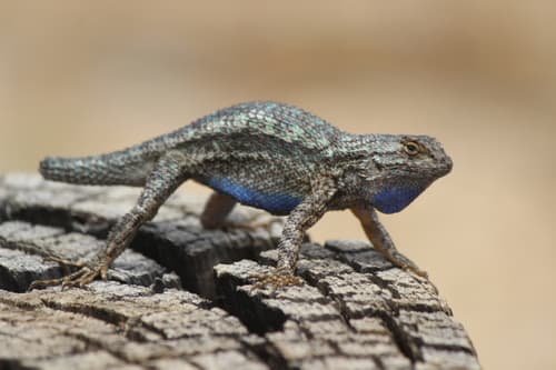 Western Fence Lizard observation image