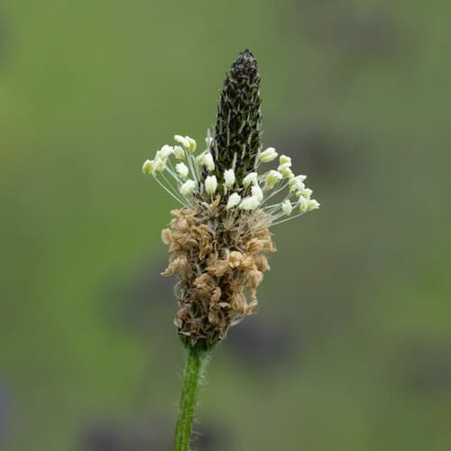 ribwort plantain observation image