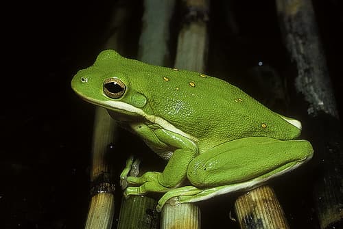 Green Treefrog observation image